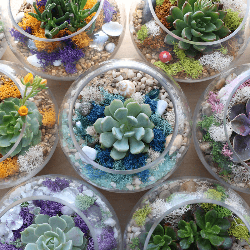 Terrarium Kits